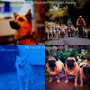 Download track Brilliant Music For Lonely Dogs