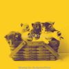 Download track Easy (Sleeping Cats)