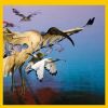 Download track Bird Of Wonder