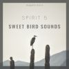 Download track Morning Bird Symphony