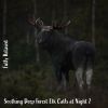 Download track Soothing Deep Forest Elk Calls At Night, Pt. 9