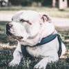 Download track Debonair Moods For Calming Dogs