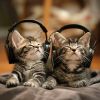 Download track Feline Snooze Notes