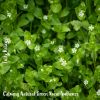 Download track Calming Natural Green Noise Ambience, Pt. 14