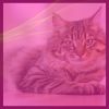 Download track Bubbly Music For Comfy Cats