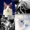 Download track Ambience (Cats)