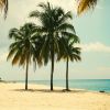 Download track Unique Music For Beach Parties