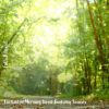 Download track Enchanted Morning Forest Birdsong Sounds, Pt. 6