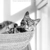 Download track Simple Ambiance For Kittens