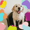 Download track Urbane Backdrops For Doggy Rest