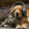 Download track Binaural Peaceful Echo For Pets