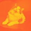 Download track Dream-Like Backdrops For Comfy Cats