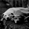 Download track Trio Jazz Soundtrack For Cute Puppies