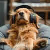 Download track Canine Relaxation Sounds