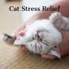 Download track Calming Music For Cats