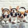 Download track Bouncing Beats For Bouncing Pets