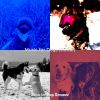 Download track Smooth Ambience For Dogs