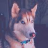 Download track Pulsating Calming Dogs