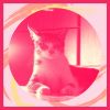 Download track Happening Backdrops For Cozy Kittens