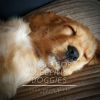 Download track Music For Sleeping Doggies, Calming Jazz For Dogs