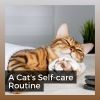 Download track My Kitten's Area Of Meditation