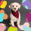 Download track Uplifting Backdrops For Doggy Daycares