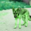 Download track Dogmania