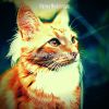 Download track Serene (Relaxing Cats)