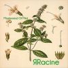 Download track Mentha X Piperita Citrata 