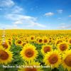 Download track Sunflower Field Calming Wind Sounds, Pt. 10