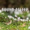 Download track Evergreen Forest Birds Singing Ambience, Pt. 5