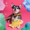 Download track Mind-Blowing Backdrops For Dog Therapy