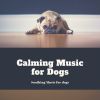 Download track Calm Pup Jazz