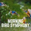 Download track Singing Birds