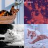 Download track Joyful (Cats)