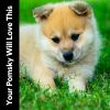 Download track Calming Music For Stressed Dogs, Pt. 11