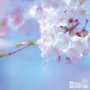 Download track By The Time The Cherry Blossoms Bloom