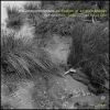 Download track Legions Of Larvae Secreting Insects March Across The Arid Heart