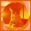 Download track Heavenly Music For Cozy Kittens