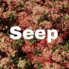 Download track Seepop