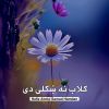 Download track شبګير یم نيولی اخ له سترګو