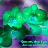 Download track Orchids Have Eyes