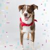 Download track Entertaining Backdrops For Doggy Daycares