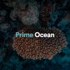 Download track Prime Ocean, Pt. 16