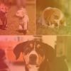 Download track Jazz Soundtrack For Evening Dog Park