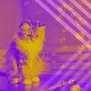 Download track Simplistic Music For Home With Cats