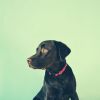 Download track Charming Ambience For Dogs