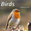 Download track Birds And Street