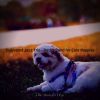 Download track Bright Moods For Dogs