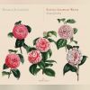 Download track Lute Suite In G Minor: IV. Bourée